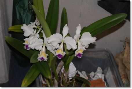 Neu-Ulmer Orchideentage 2012 149.jpg